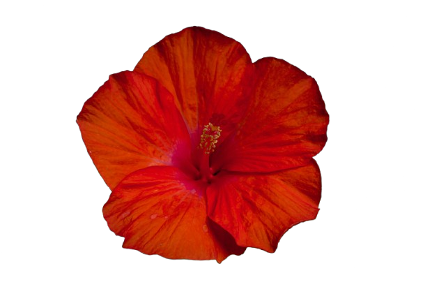 hibiscus